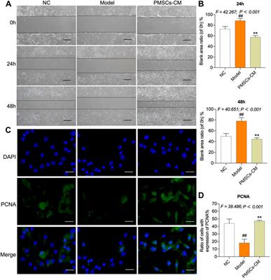 Frontiers | Intra-articular injection of placental mesenchymal 